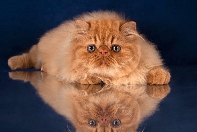 Персидская кошка, красный окрас